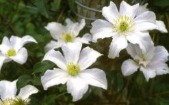 Huldine Clematis - 1 Gallon Pot -Flora Bloom Shop clematis huldine 6