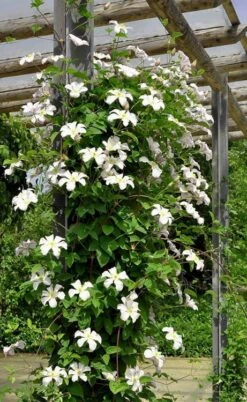 Huldine Clematis - 1 Gallon Pot -Flora Bloom Shop clematis huldine 7jpg