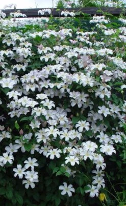 Huldine Clematis - 1 Gallon Pot -Flora Bloom Shop clematis huldine 9