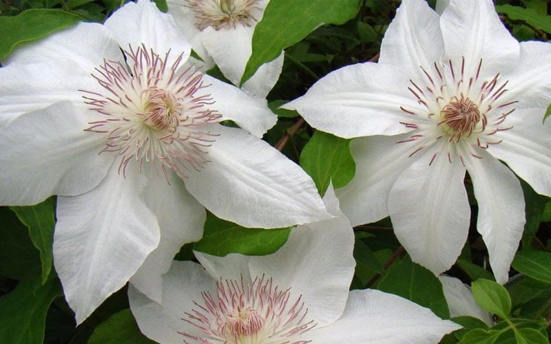Hyde Hall Clematis - 1 Gallon Pot 6 Hyde Hall Clematis - 1 Gallon Pot - Image 6
