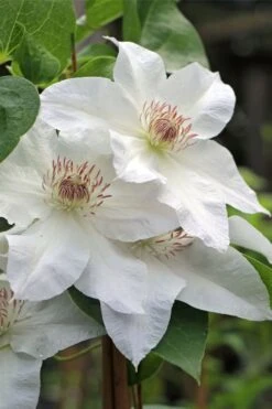 Hyde Hall Clematis - 1 Gallon Pot 10 Hyde Hall Clematis - 1 Gallon Pot -Flora Bloom Shop clematis hyde hall 4
