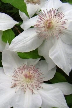 Hyde Hall Clematis - 1 Gallon Pot 11 Hyde Hall Clematis - 1 Gallon Pot -Flora Bloom Shop clematis hyde hall 5