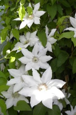 Hyde Hall Clematis - 1 Gallon Pot 13 Hyde Hall Clematis - 1 Gallon Pot -Flora Bloom Shop clematis hyde hall 6