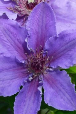 Ines Clematis - 1 Gallon Pot 8 Ines Clematis - 1 Gallon Pot -Flora Bloom Shop clematis ines 1