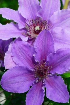 Ines Clematis - 1 Gallon Pot 9 Ines Clematis - 1 Gallon Pot -Flora Bloom Shop clematis ines 3