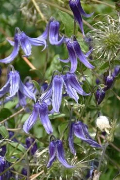 Clematis Integrifolia (Solitary Bush Clematis) - 1 Gallon Pot -Flora Bloom Shop clematis integrifolia soiltary bush clematis 4
