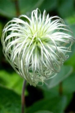 Clematis Integrifolia (Solitary Bush Clematis) - 1 Gallon Pot -Flora Bloom Shop clematis integrifolia soiltary bush clematis 6