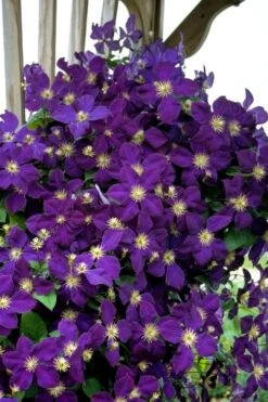 Jakmanii Purple Clematis - 1 Gallon Pot 8 Jakmanii Purple Clematis - 1 Gallon Pot -Flora Bloom Shop clematis jackmanii 5