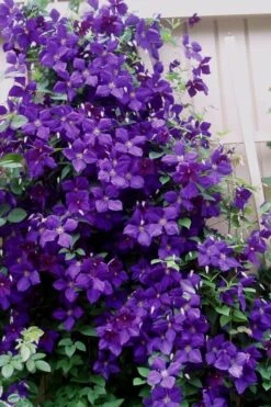 Jakmanii Purple Clematis - 1 Gallon Pot 9 Jakmanii Purple Clematis - 1 Gallon Pot -Flora Bloom Shop clematis jackmanii 9