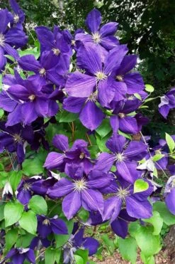 Jackmanii Superba Clematis - 1 Gallon Pot 9 Jackmanii Superba Clematis - 1 Gallon Pot -Flora Bloom Shop clematis jackmanii superba 3