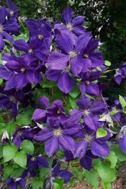 Jackmanii Superba Clematis - 1 Gallon Pot 10 Jackmanii Superba Clematis - 1 Gallon Pot -Flora Bloom Shop clematis jackmanii superba 4