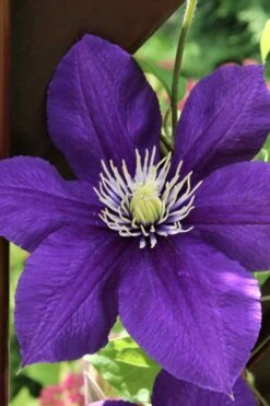 Jackmanii Superba Clematis - 1 Gallon Pot 11 Jackmanii Superba Clematis - 1 Gallon Pot -Flora Bloom Shop clematis jackmanii superba 5