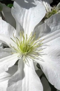 John Huxtable Clematis - 1 Gallon Pot -Flora Bloom Shop clematis john huxtable 1