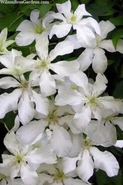 John Huxtable Clematis - 1 Gallon Pot -Flora Bloom Shop clematis john huxtable 3