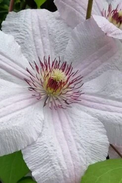 John Paul II Clematis - 1 Gallon Pot -Flora Bloom Shop clematis john paul II 12