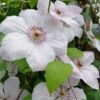 John Paul II Clematis - 1 Gallon Pot