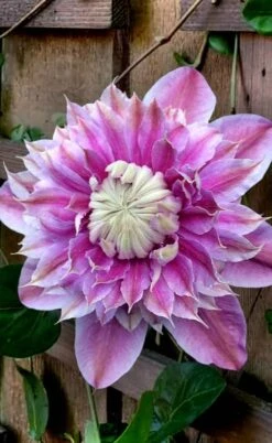 Josephine Clematis - 1 Gallon Pot -Flora Bloom Shop clematis josephine 13