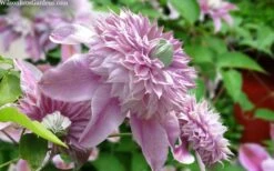 Josephine Clematis - 1 Gallon Pot -Flora Bloom Shop clematis josephine 15