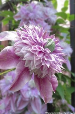 Josephine Clematis - 1 Gallon Pot
