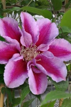Killian Donahue Clematis - 1 Gallon Pot -Flora Bloom Shop clematis killian donahue 1