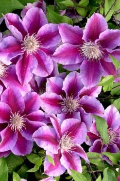 Killian Donahue Clematis - 1 Gallon Pot -Flora Bloom Shop clematis killian donahue 2