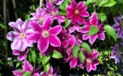 Killian Donahue Clematis - 1 Gallon Pot -Flora Bloom Shop clematis killian donahue 3