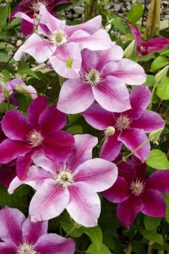 Killian Donahue Clematis - 1 Gallon Pot -Flora Bloom Shop clematis killian donahue 4