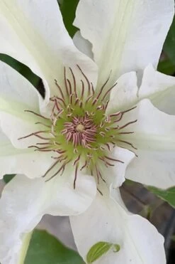 Kitty Clematis - 1 Gallon Pot 17 Kitty Clematis - 1 Gallon Pot -Flora Bloom Shop clematis kitty 13