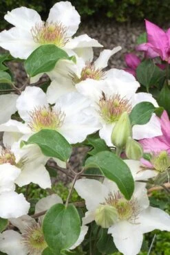 Kitty Clematis - 1 Gallon Pot 14 Kitty Clematis - 1 Gallon Pot -Flora Bloom Shop clematis kitty 3