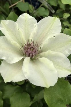 Kitty Clematis - 1 Gallon Pot 12 Kitty Clematis - 1 Gallon Pot -Flora Bloom Shop clematis kitty 4