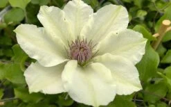 Kitty Clematis - 1 Gallon Pot 16 Kitty Clematis - 1 Gallon Pot -Flora Bloom Shop clematis kitty 8