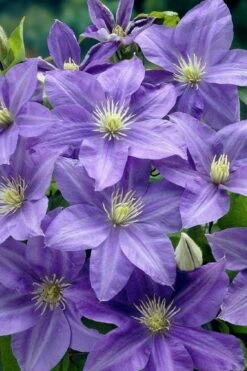 Lady Northcliffe Clematis - 1 Gallon Pot 7 Lady Northcliffe Clematis - 1 Gallon Pot -Flora Bloom Shop clematis lady northcliffe 2