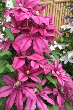 Liberation Clematis - 1 Gallon Pot 7 Liberation Clematis - 1 Gallon Pot -Flora Bloom Shop clematis liberation 4