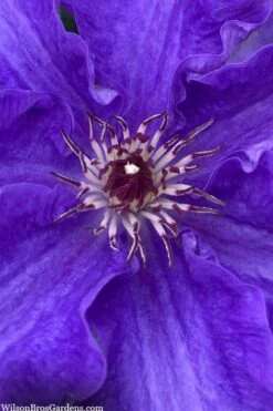 Lindsay Clematis - 1 Gallon Pot -Flora Bloom Shop clematis lindsay 5