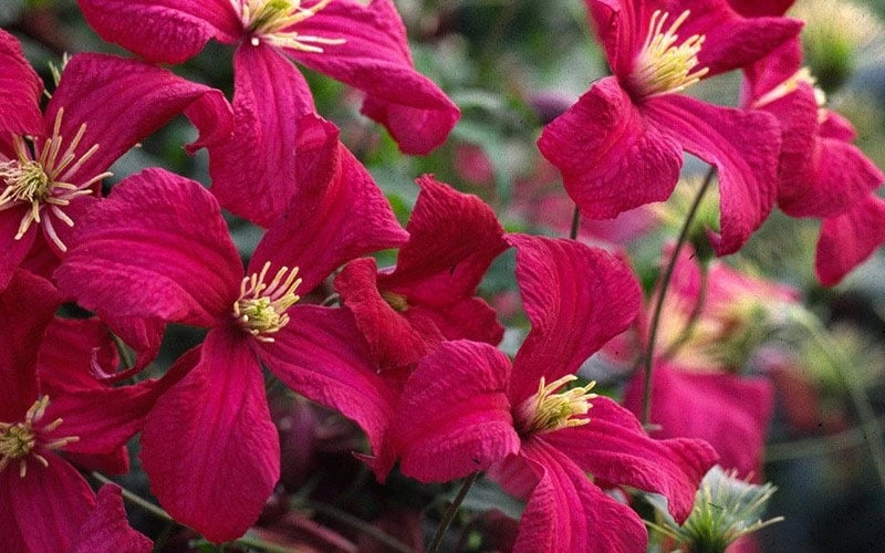 Madame Julia Correvon Clematis - 1 Gallon Pot 5 Madame Julia Correvon Clematis - 1 Gallon Pot - Image 5