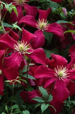 Madame Julia Correvon Clematis - 1 Gallon Pot 13 Madame Julia Correvon Clematis - 1 Gallon Pot -Flora Bloom Shop clematis madame julia correvon 7
