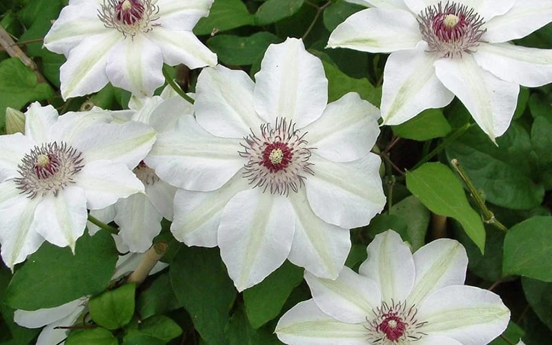 Miss Bateman Clematis - 1 Gallon Pot 6 Miss Bateman Clematis - 1 Gallon Pot - Image 6