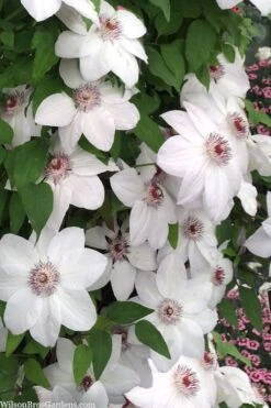 Miss Bateman Clematis - 1 Gallon Pot 11 Miss Bateman Clematis - 1 Gallon Pot -Flora Bloom Shop clematis miss bateman 20