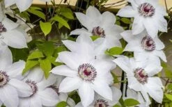 Miss Bateman Clematis - 1 Gallon Pot 15 Miss Bateman Clematis - 1 Gallon Pot -Flora Bloom Shop clematis miss bateman 800x500 1