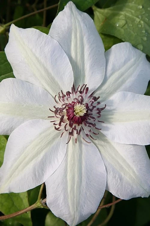 Miss Bateman Clematis - 1 Gallon Pot 1 Miss Bateman Clematis - 1 Gallon Pot