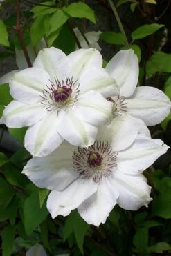 Miss Bateman Clematis - 1 Gallon Pot 12 Miss Bateman Clematis - 1 Gallon Pot -Flora Bloom Shop clematis miss20bateman 3 500x750 1