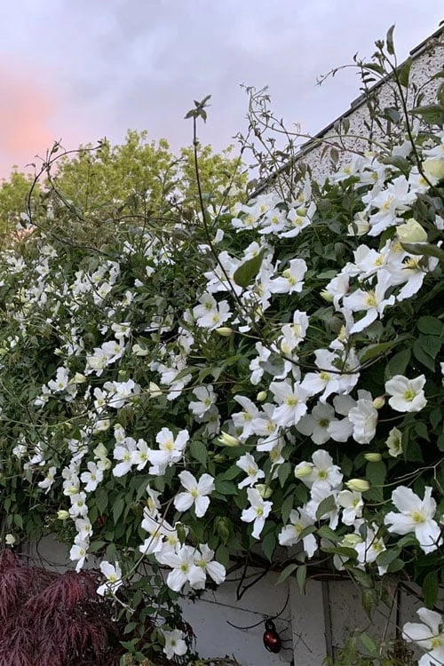 Grandiflora Montana Clematis - 1 Gallon Pot 7 Grandiflora Montana Clematis - 1 Gallon Pot - Image 7