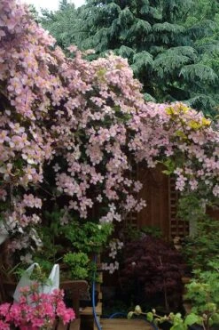 Mayleen Montana Clematis - 1 Gallon Pot 12 Mayleen Montana Clematis - 1 Gallon Pot -Flora Bloom Shop clematis montana mayleen 12