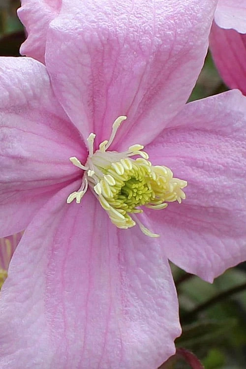 Mayleen Montana Clematis - 1 Gallon Pot 9 Mayleen Montana Clematis - 1 Gallon Pot - Image 9
