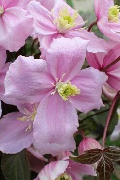 Mayleen Montana Clematis - 1 Gallon Pot 16 Mayleen Montana Clematis - 1 Gallon Pot -Flora Bloom Shop clematis montana mayleen 5