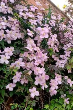 Mayleen Montana Clematis - 1 Gallon Pot 15 Mayleen Montana Clematis - 1 Gallon Pot -Flora Bloom Shop clematis montana mayleen 6