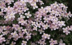 Montana Rubens Clematis - 1 Gallon Pot -Flora Bloom Shop clematis montana rubens 12