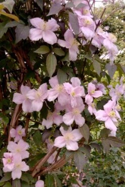Montana Rubens Clematis - 1 Gallon Pot -Flora Bloom Shop clematis montana rubens 6