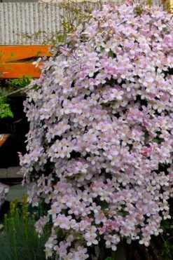 Montana Rubens Clematis - 1 Gallon Pot -Flora Bloom Shop clematis montana rubens 8
