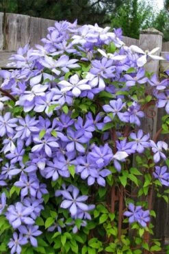Mrs. Cholmondeley Clematis - 1 Gallon Pot -Flora Bloom Shop clematis mrs cholmondeley 2